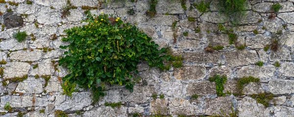 Pozadí Rostliny Kamenné Zdi Létě — Stock fotografie