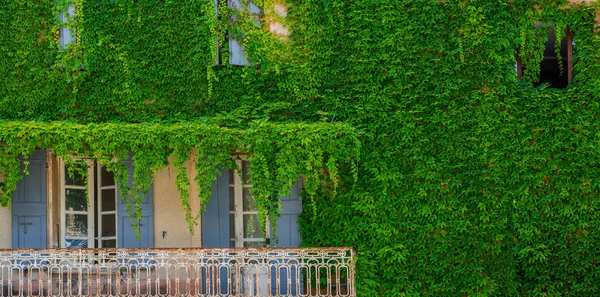 Wall is full of Vegetation green color. Plant lush green colors. Green wall, eco friendly vertical garden. Old wall with ivy as background. Vintage window with blue shutter.