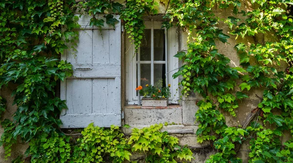 Wall is full of vegetation green color. Plant lush green colors. Green wall, eco friendly vertical garden. Old wall with ivy as background. Vintage window with white shutter on green wall.