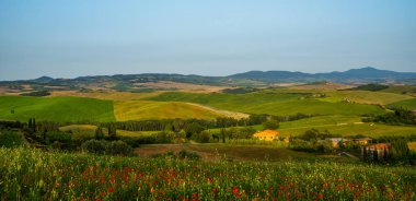 Tuscany, İtalya 'da güneşli bir günde yeşil tarlalara ve selvi çiçeklerine bakan kırmızı çiçeklerle kaplı bir tepe. Kırmızı gelincik çiçekli kırsal alan.
