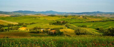 Tuscany, İtalya 'da güneşli bir günde yeşil tarlalara ve selvi çiçeklerine bakan kırmızı çiçeklerle kaplı bir tepe. Kırmızı gelincik çiçekli kırsal alan.
