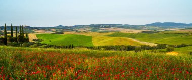 Tuscany, İtalya 'da güneşli bir günde yeşil tarlalara ve selvi çiçeklerine bakan kırmızı çiçeklerle kaplı bir tepe. Kırmızı gelincik çiçekli kırsal alan.