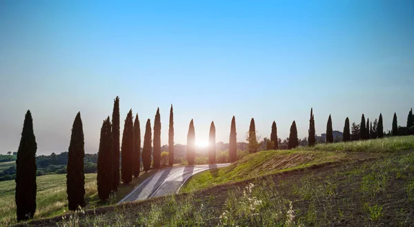 Paysage Avec Cyprès Sentier Rural Près Ville Sienne Toscane Italie — Photo