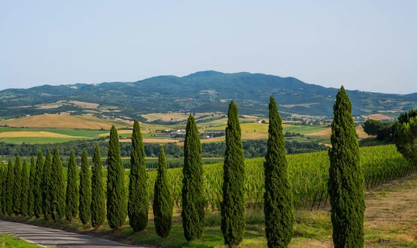 Landschaft Mit Zypressen Und Ländlichem Weg Der Nähe Der Stadt — Stockfoto