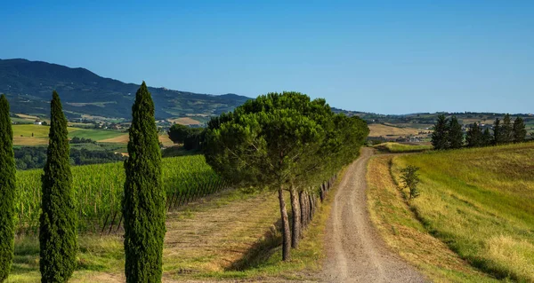 Paisaje Con Cipreses Sendero Rural Cerca Siena Ciudad Toscana Italia — Foto de Stock