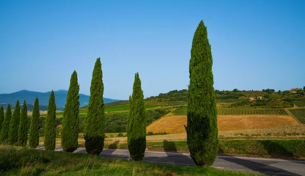 Paisagem Com Ciprestes Caminho Rural Perto Cidade Siena Toscana Itália — Fotografia de Stock