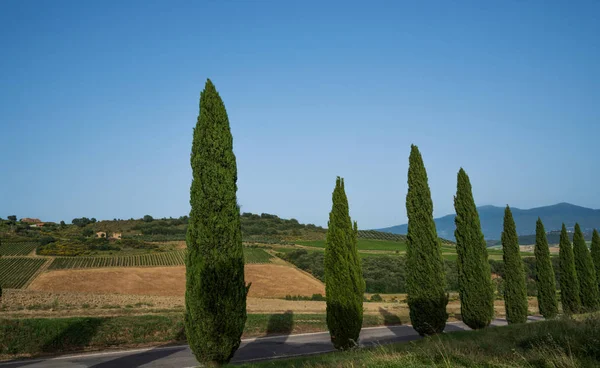 Paisaje Con Cipreses Sendero Rural Cerca Siena Ciudad Toscana Italia — Foto de Stock