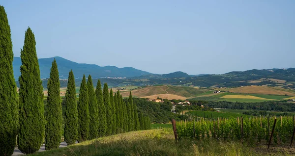 Paisaje Con Cipreses Sendero Rural Cerca Siena Ciudad Toscana Italia — Foto de Stock