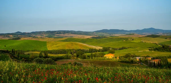 Heuvel Bedekt Met Rode Bloemen Met Uitzicht Een Groene Velden — Stockfoto