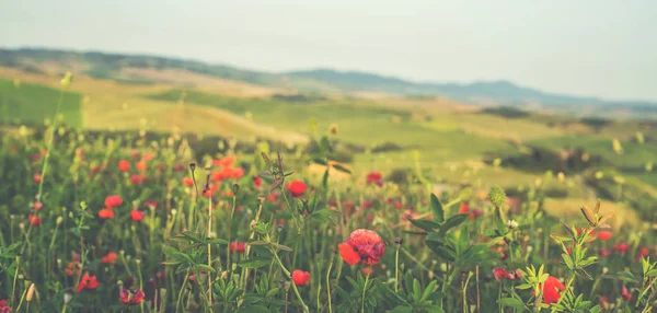 Hill Täckt Röda Blommor Med Utsikt Över Grön Fält Och — Stockfoto