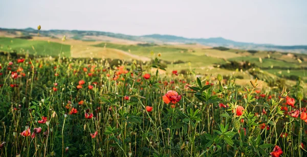 Colina Cubierta Flores Rojas Con Vistas Campo Verde Cipreses Día —  Fotos de Stock