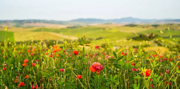 Góra Pokryta Czerwonymi Kwiatami Widokiem Zielone Pola Cyprysy Słoneczny Dzień — Zdjęcie stockowe