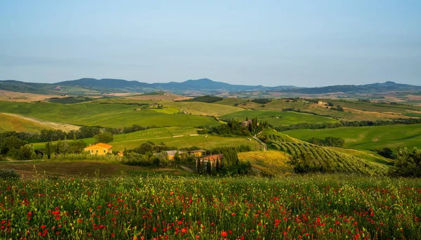 晴れた日に緑のフィールドとヒノキを見下ろす赤い花で覆われた丘 トスカーナ州 イタリア 赤いケシの花の田園風景 — ストック写真