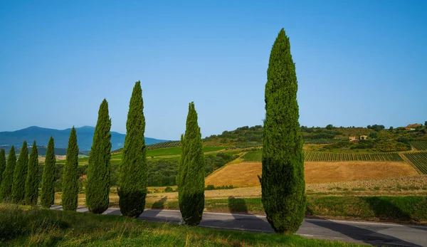 Paysage Avec Cyprès Sentier Rural Près Ville Sienne Toscane Italie — Photo