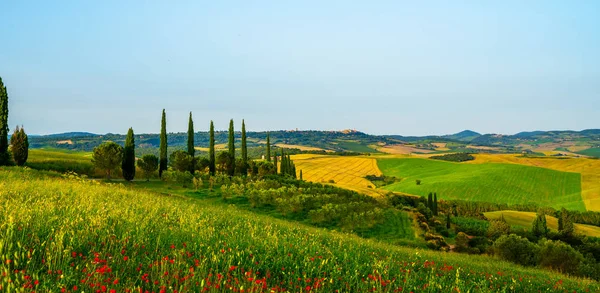 Heuvel Bedekt Met Rode Bloemen Met Uitzicht Een Groene Velden — Stockfoto