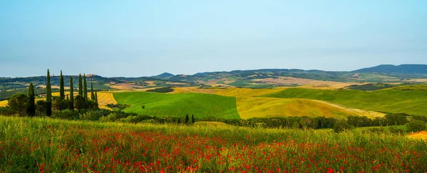 Colline Couverte Fleurs Rouges Surplombant Des Champs Verdoyants Des Cyprès — Photo