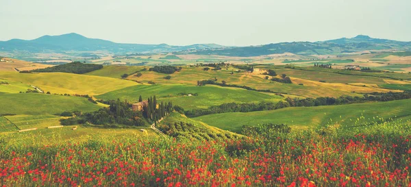 Heuvel Bedekt Met Rode Bloemen Met Uitzicht Een Groene Velden — Stockfoto