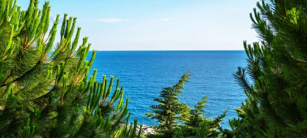 Сосни Глибоко Зелена Природа Узбережжі Моря Вид Блакитне Море Влітку — стокове фото