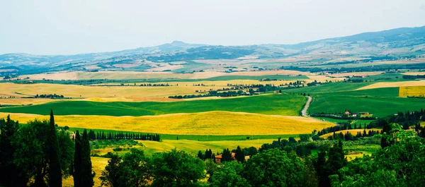 Toszkána Vidéki Őszi Táj Vidéki Farm Ciprusfák Zöld Arany Mező — Stock Fotó