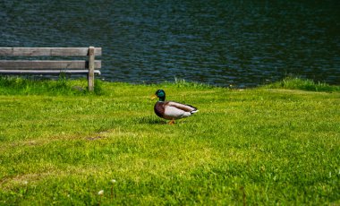 Kıyıda duran mallard, suyun dışında erkek yaban ördeği..