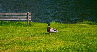 Kıyıda duran mallard, suyun dışında erkek yaban ördeği..