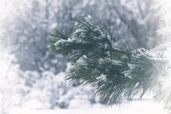 Kilátás Téli Hófödte Erdőre Téli Erdő Textúra Téli Karácsonyi Táj — Stock Fotó