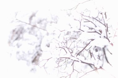 Kış ormanı Kış Noel zamanı orman taze karla kaplıdır. Beyaz karlı kış manzarası.