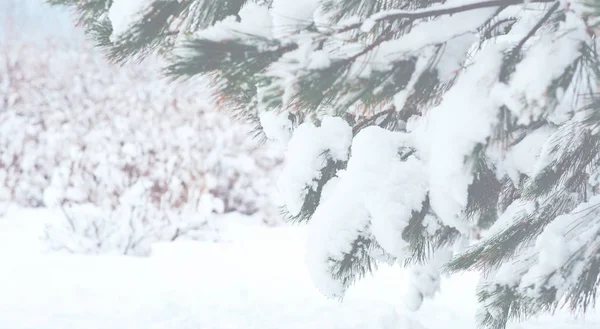 전나무가지 소나무 가지를 눈으로 덮는다 크리스마스와 빈티지 톤이야 원문을 — 스톡 사진