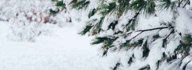 Kar, kar örtülü sahnenin hafif tonlarına karşı yılbaşı dalını parlak bir şekilde kapladı. Metnin için boşluk kopyala.