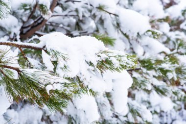 Kış ormanı Kış Noel zamanı orman taze karla kaplıdır. Beyaz karlı kış manzarası.