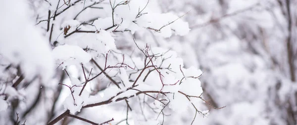 Παγωμένο Χειμερινό Τοπίο Χιονισμένο Δάσος Χειμερινή Χριστουγεννιάτικη Εικόνα Καλλιτεχνικό Χειμωνιάτικο — Φωτογραφία Αρχείου