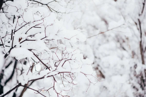 Forêt Hiver Forêt Couverte Neige Fraîche Pendant Période Hivernale Noël — Photo