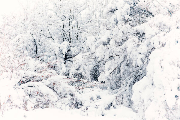 Зимний лес. Лес покрыт свежим снегом в зимнее рождественское время. Зимняя сцена с белым снегом на переднем плане
.