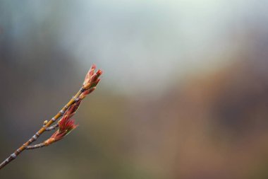 İlk bahar nazik yapraklar, tomurcuklar ve dallar. Açık havada yumuşak arka planda tonlanmış bahar ağacı dalı. Bahar sınırı şablonu çiçekli arka plan. Metnin için boş yer.