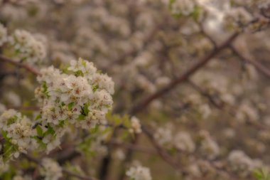 Çiçekli bahar arkaplanı. Çiçek açan ağaçla güzel bir doğa sahnesi. Paskalya. Bahar çiçekleri. Güzel meyve bahçesi. Bulanık arkaplan.