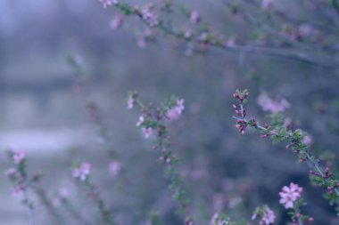Çiçekli bahar arkaplanı. Çiçek açan ağaçla güzel bir doğa sahnesi. Paskalya. Bahar çiçekleri. Güzel meyve bahçesi. Bulanık arkaplan.