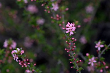 Çiçekli bahar arkaplanı. Çiçek açan ağaçla güzel bir doğa sahnesi. Paskalya. Bahar çiçekleri. Güzel meyve bahçesi. Bulanık arkaplan.
