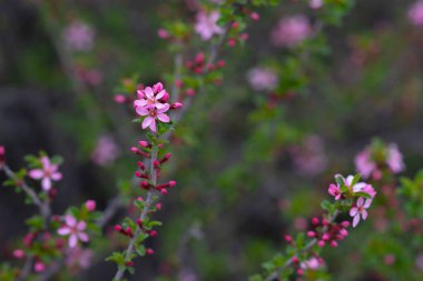 Çiçekli bahar arkaplanı. Çiçek açan ağaçla güzel bir doğa sahnesi. Paskalya. Bahar çiçekleri. Güzel meyve bahçesi. Bulanık arkaplan.