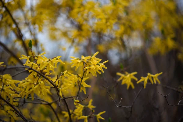 Flores Forsythia Amarelas Flores Amarelas Arbusto Forsythia Primeiro Arbusto Florescendo — Fotografia de Stock