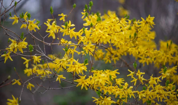 Flores Forsythia Amarelas Flores Amarelas Arbusto Forsythia Primeiro Arbusto Florescendo — Fotografia de Stock