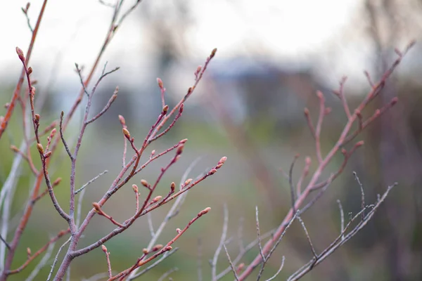 Första Vårens Mjuka Blad Knoppar Och Grenar Tonad Bild Våren — Stockfoto