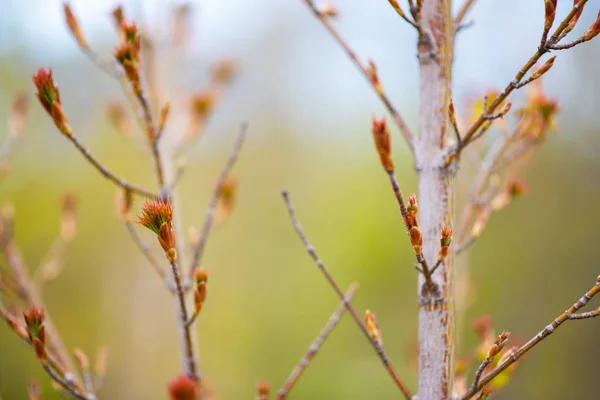 Första Vårens Mjuka Blad Knoppar Och Grenar Tonad Bild Våren — Stockfoto