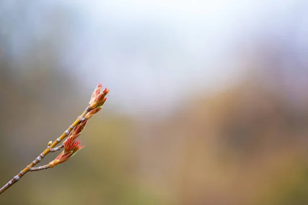 Primeiras Folhas Doces Primavera Botões Ramos Imagem Dentada Ramo Árvore — Fotografia de Stock