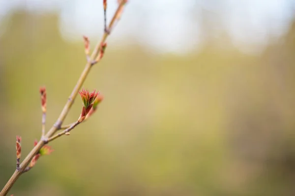 最初の春の穏やかな葉 優しい柔らかい背景の屋外でトーンイメージ春の木の枝 春のボーダーテンプレートの花の背景 テキストの空き領域 — ストック写真