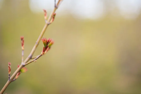 Första Vårens Mjuka Blad Knoppar Och Grenar Tonad Bild Våren — Stockfoto