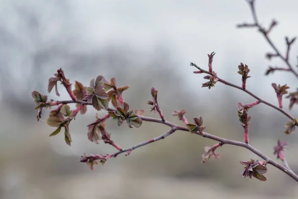 Prima Primavera Foglie Gentili Germogli Rami Immagine Tonica Ramo Dell — Foto Stock