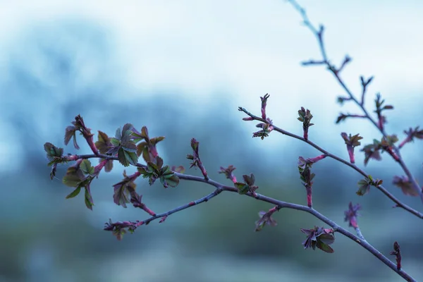 最初の春の穏やかな葉 優しい柔らかい背景の屋外でトーンイメージ春の木の枝 春のボーダーテンプレートの花の背景 テキストの空き領域 — ストック写真