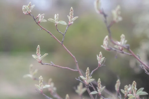Primeiras Folhas Doces Primavera Botões Ramos Imagem Dentada Ramo Árvore — Fotografia de Stock