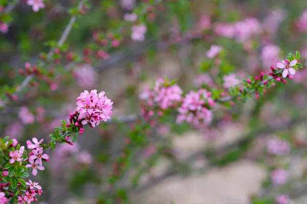 Fondo Primavera Con Flor Hermosa Escena Naturaleza Con Árbol Flor — Foto de Stock
