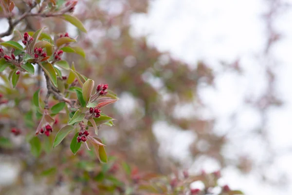 Fondo Primaverile Con Fiore Bella Scena Naturale Con Albero Fiore — Foto Stock